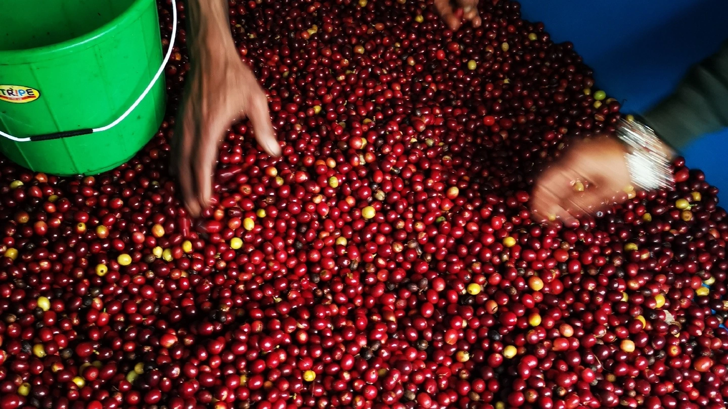 Lekali Coffee works - Image 1