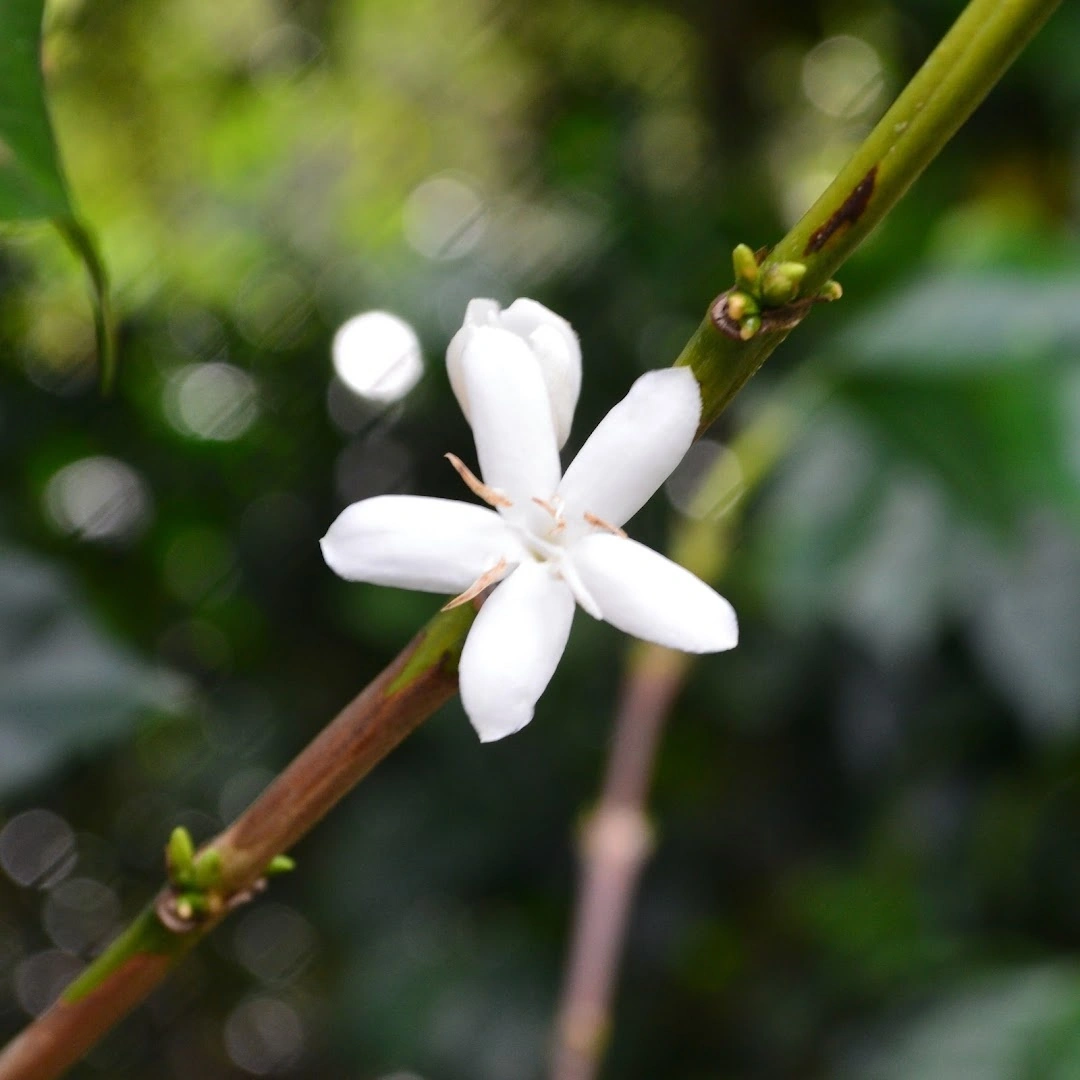 Native Root Coffee - Image 1