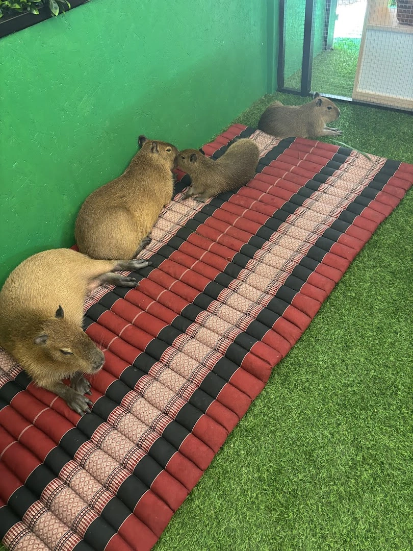 Capybara Coffee Phangan - Image 1