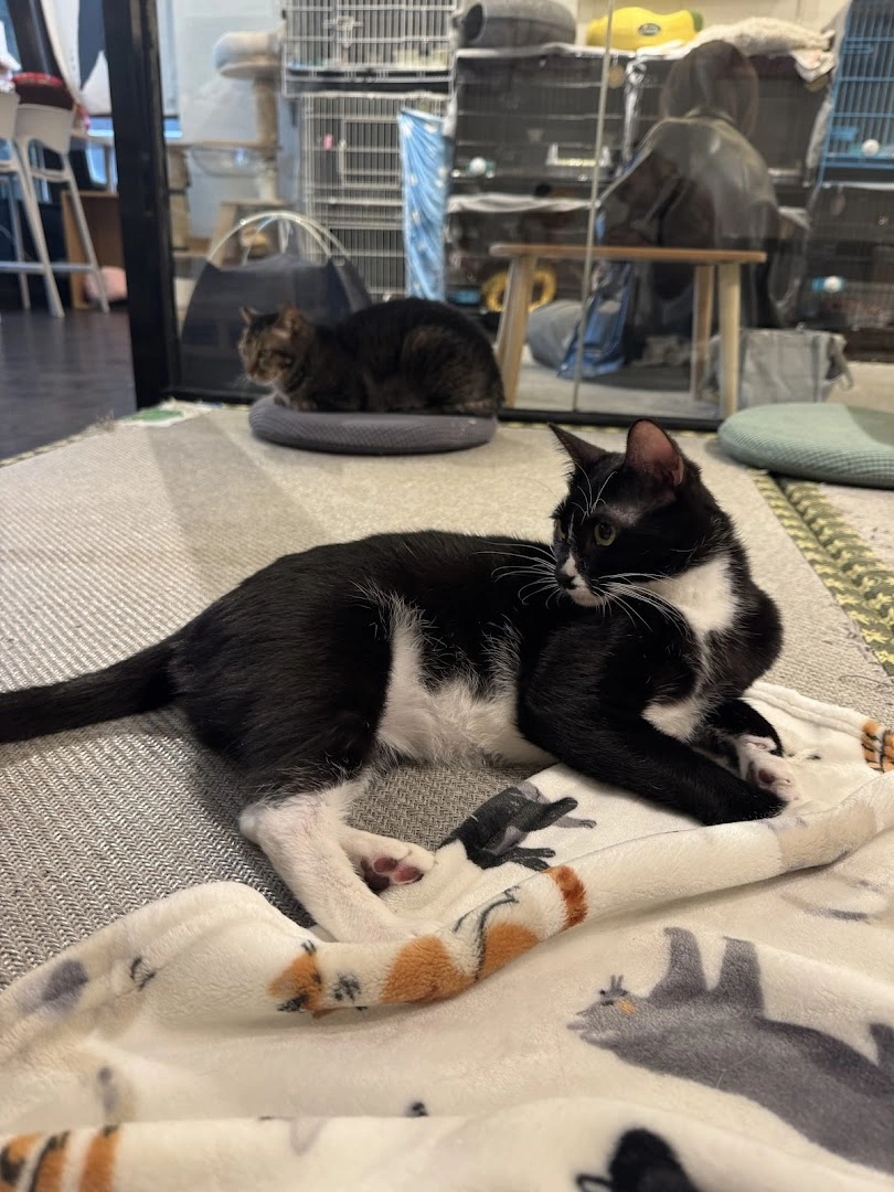 浪浪抱抱 HUG AND HOME Co-Working Space with Cats - Image 1