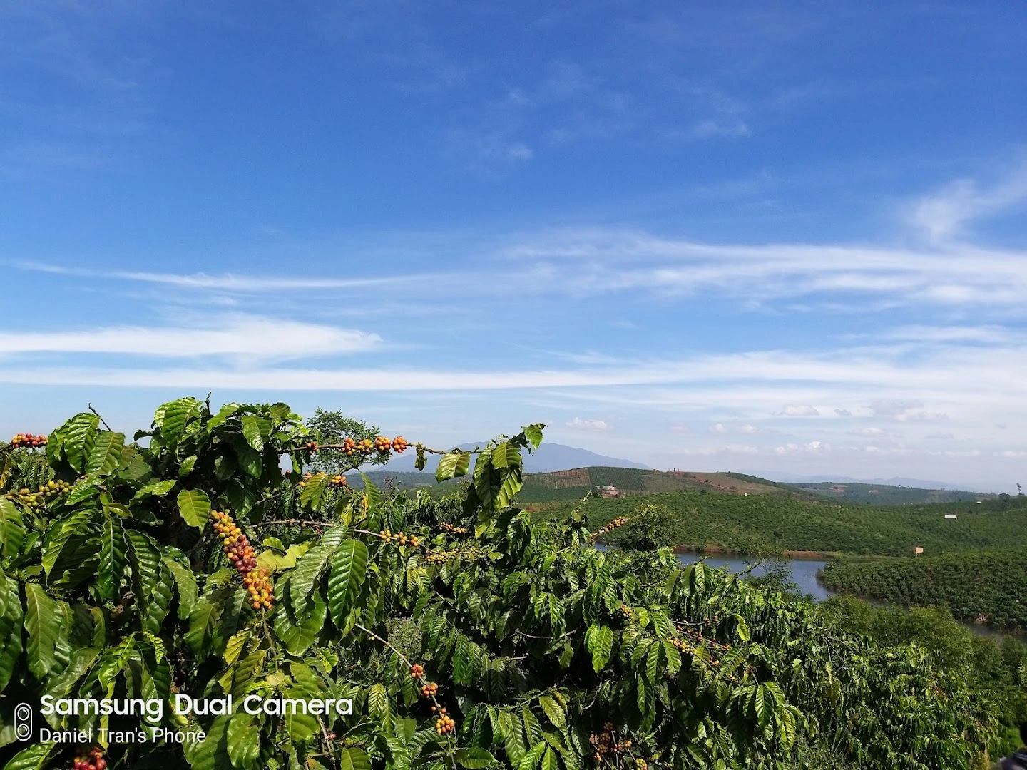 Thanh An Coffee - Thanh An Farm - Image 1