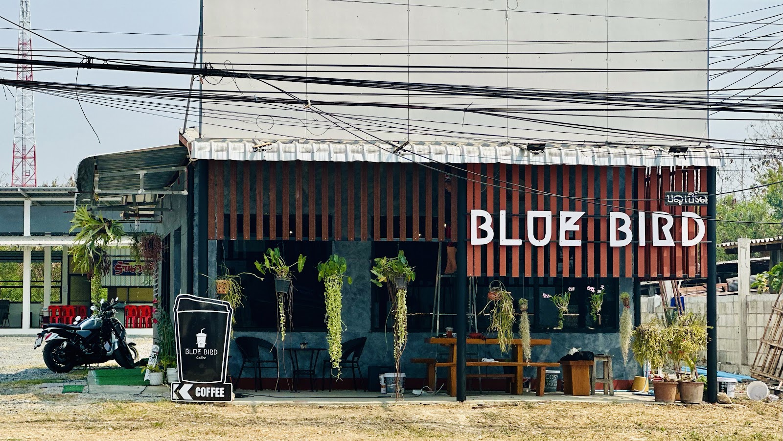 Blue Bird Coffee - Image 1
