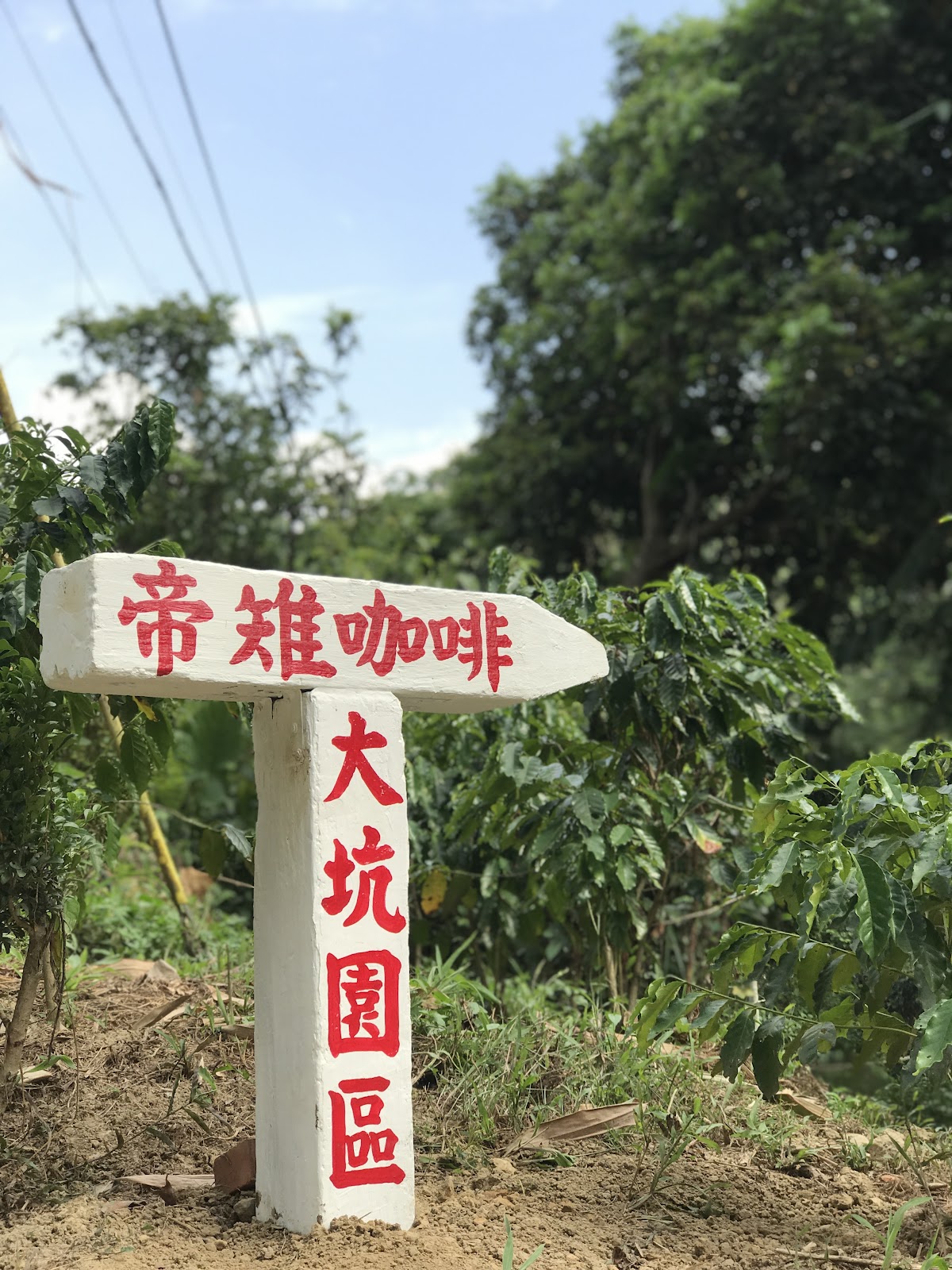 帝雉咖啡 - Image 1